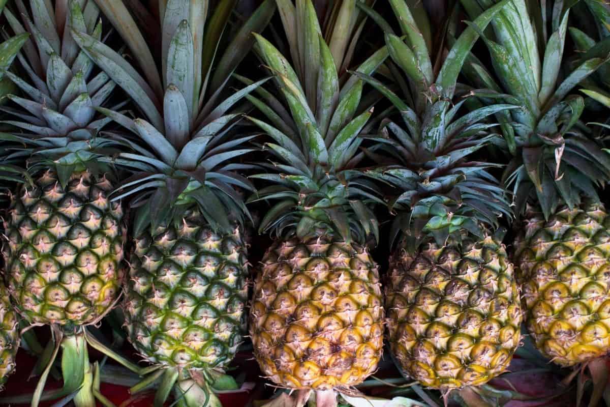 5 fresh pineapples at different stages of ripeness